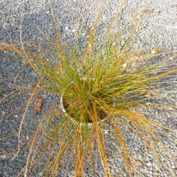 Carex testacea 'Prairie Fire' - summer leaves