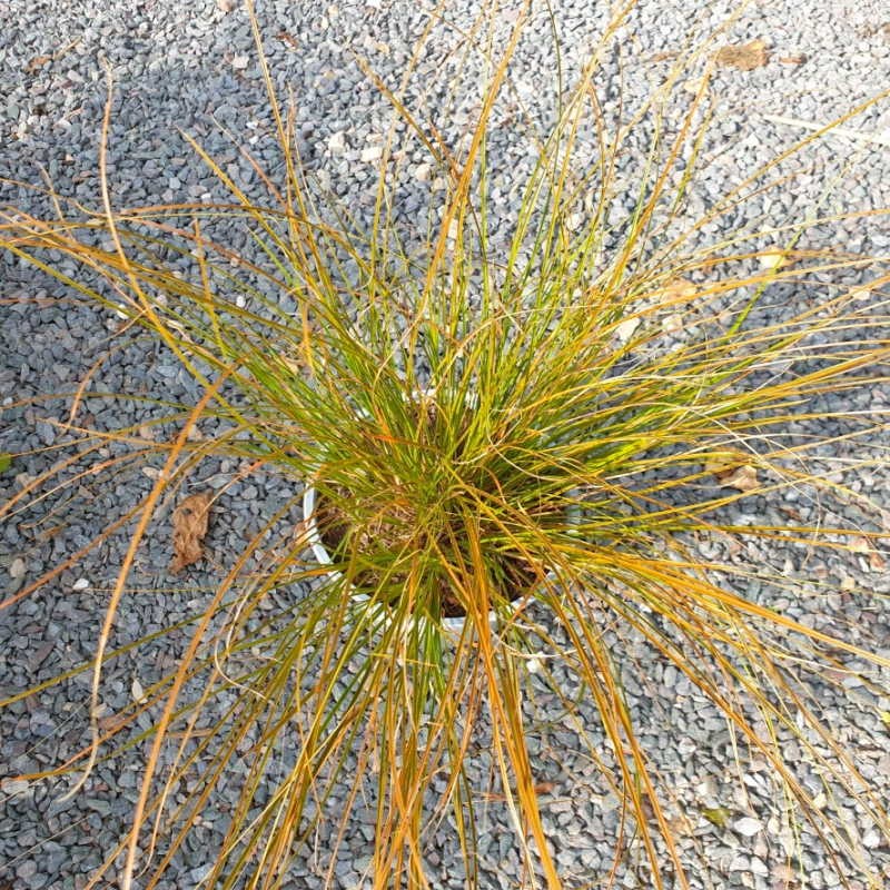 Carex testacea 'Prairie Fire' - summer leaves