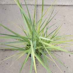 Panicum virgatum 'Prairie Sky' - in late summer