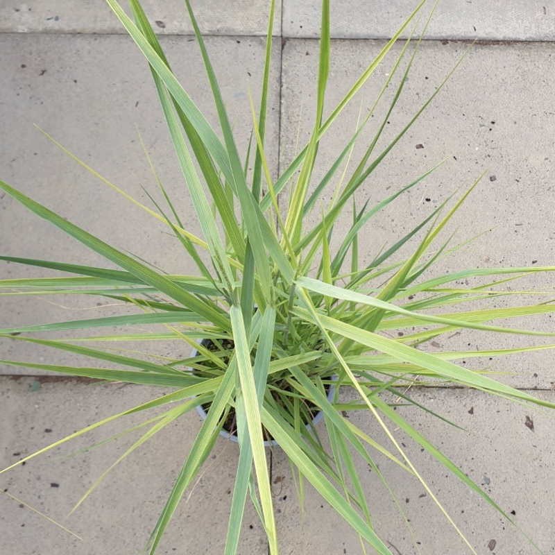 Panicum virgatum 'Prairie Sky' - in late summer Panicum virgatum 'Prairie Sky' - in late summer