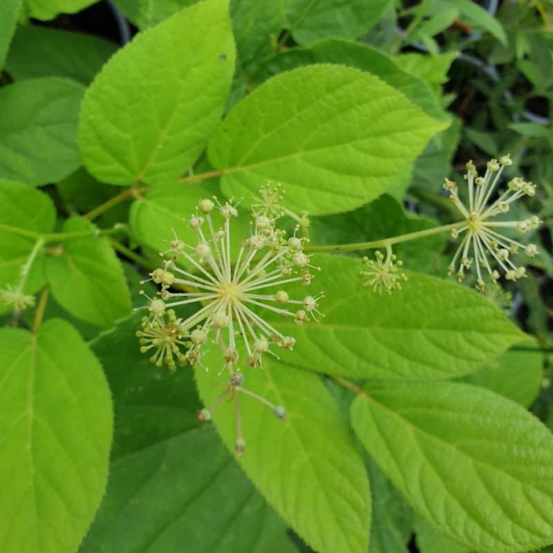Aralia cordata - flowers in August Aralia cordata - flowers in August
