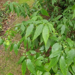 Chimonanthus praecox - summer leaves
