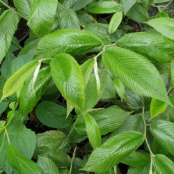 Rubus calophyllus - summer leaves