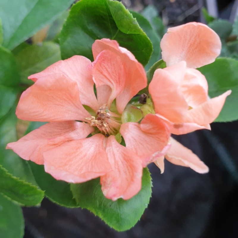 Chaenomeles speciosa 'Geisha Girl' - spring flowers