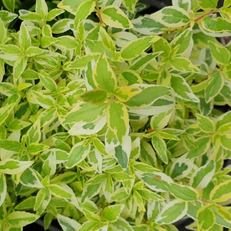 Abelia x grandiflora 'Radiance' - summer leaves Abelia x grandiflora 'Radiance' - summer leaves