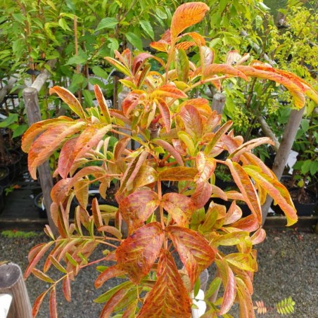 Sorbus splendens - autumn colour Sorbus splendens - autumn colour
