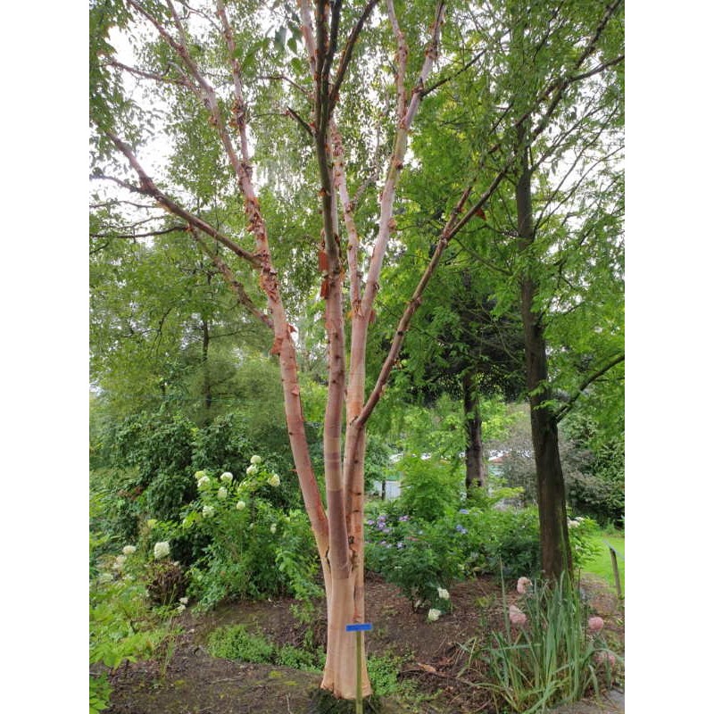 Betula albosinensis 'Chinese Garden' - reddish bark on an established plant