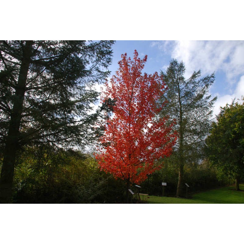 Acer x freemanii 'Autumn Blaze' - autumn colour