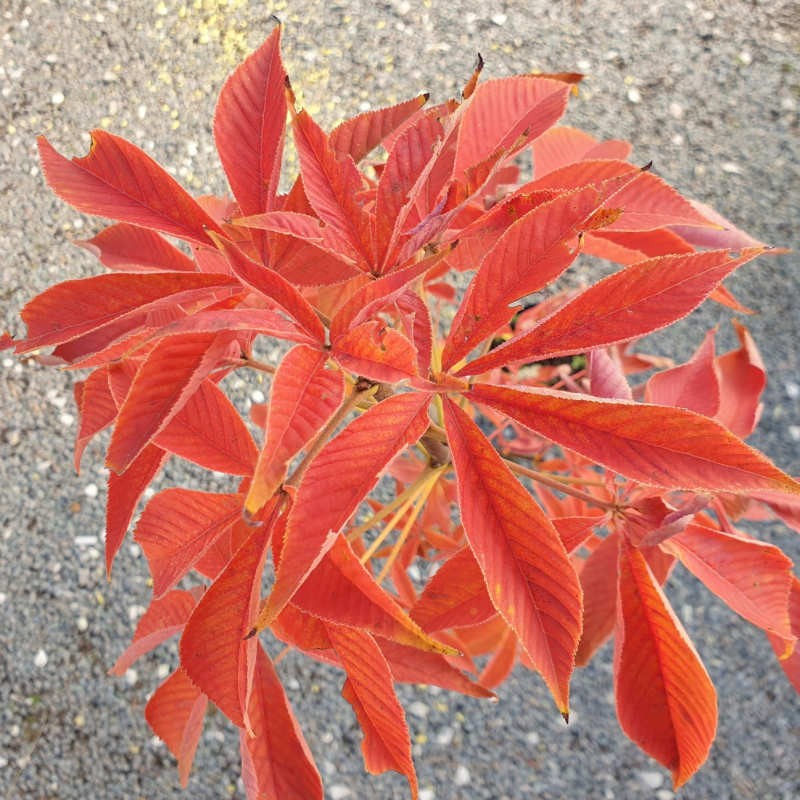 Aesculus glabra 'October Red' - autumn colour Aesculus glabra 'October Red' - autumn colour