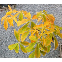 Aesculus flava 'Vestita' - autumn colour