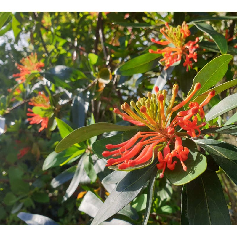 Embothrium coccineum var. lanceolata - summer flowers