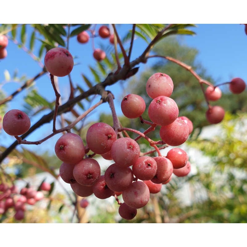Sorbus 'Pearly King' - fruit turning pale pink and white in early September Sorbus 'Pearly King' - fruit turning pale pink and white in early September