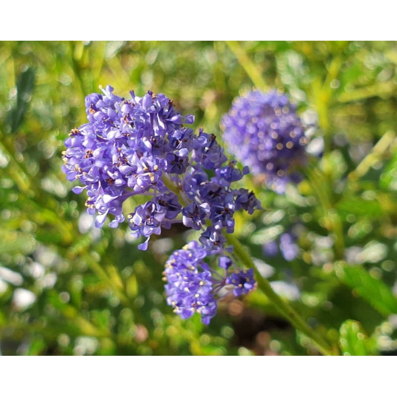 Ceanothus 'Concha' - flowers in late summer Ceanothus 'Concha' - flowers in late summer