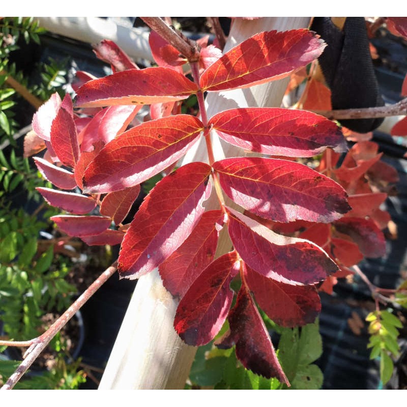 Sorbus 'Titan' - autumn colour in late September Sorbus 'Titan' - autumn colour in late September