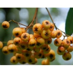 Sorbus 'Wisley Gold' - autumn berries