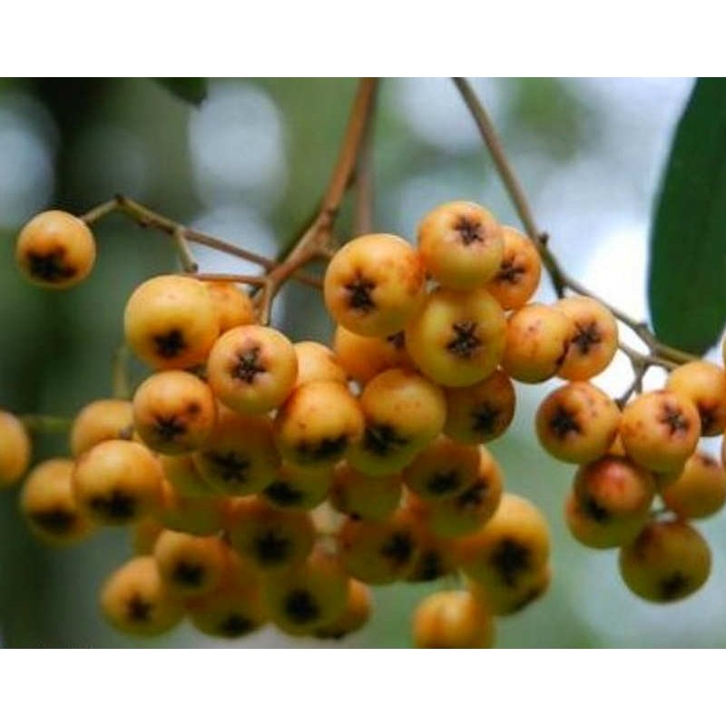 Sorbus 'Wisley Gold' - autumn berries Sorbus 'Wisley Gold' - autumn berries