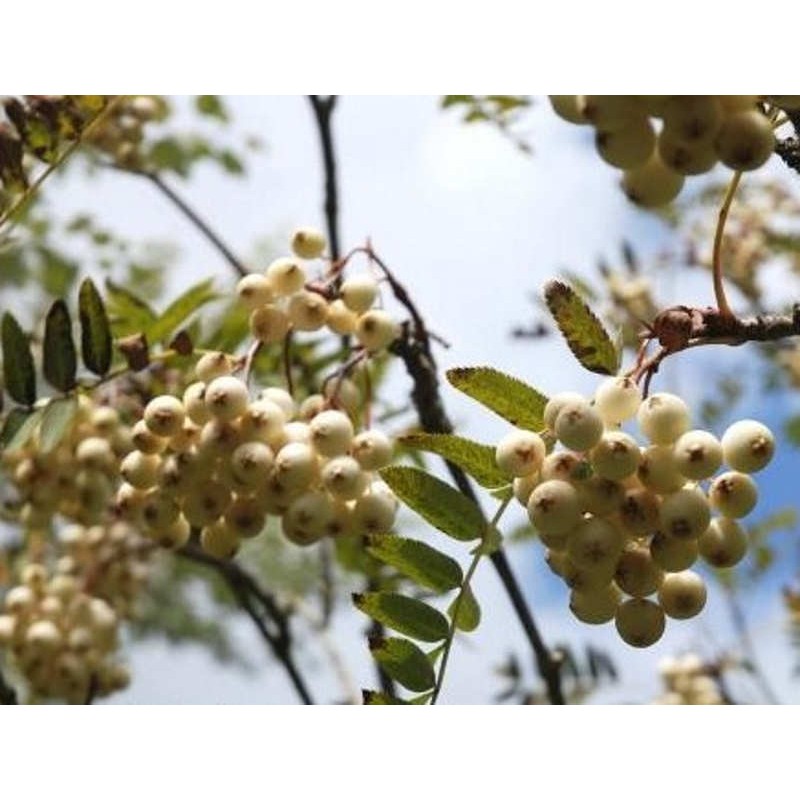 Sorbus cashmiriana - white berries in autumn