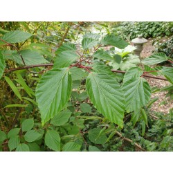 Viburnum betulifolium - summer leaves