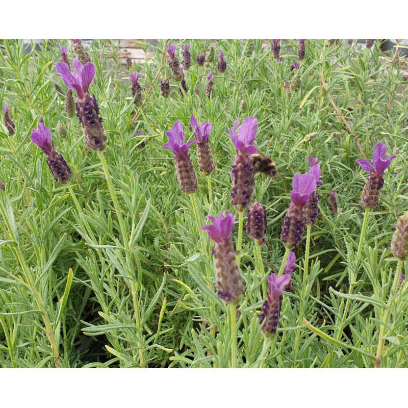 Lavandula 'Regal Splendour' - summer flowers Lavandula 'Regal Splendour' - summer flowers