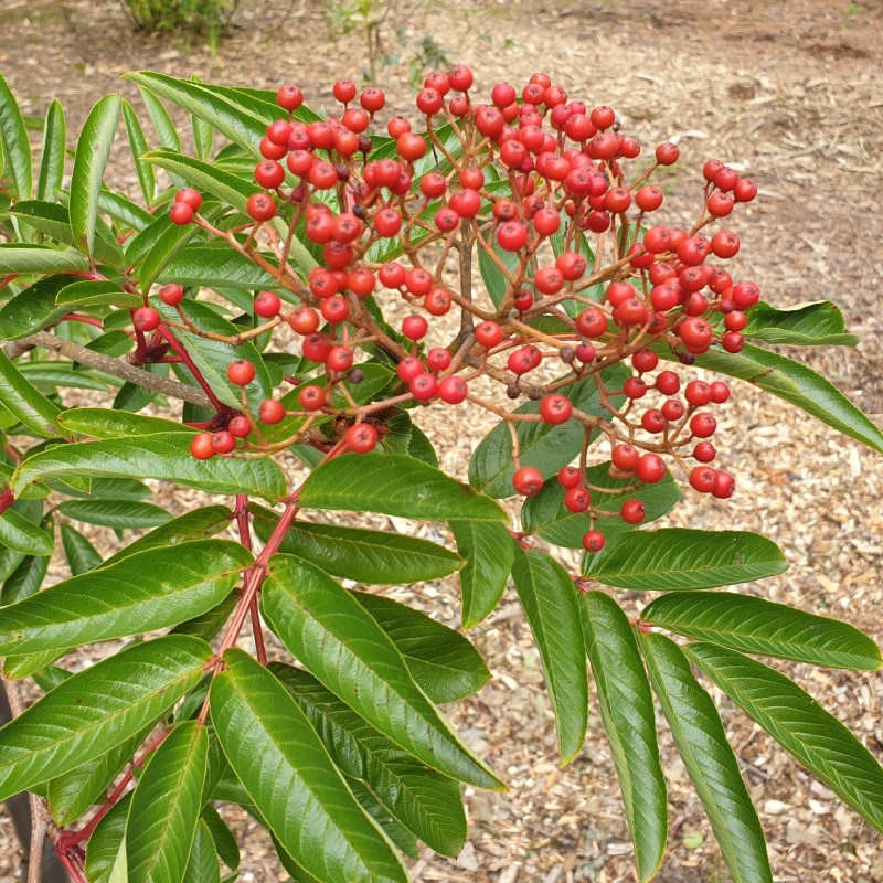 Sorbus splendens - autumn berries