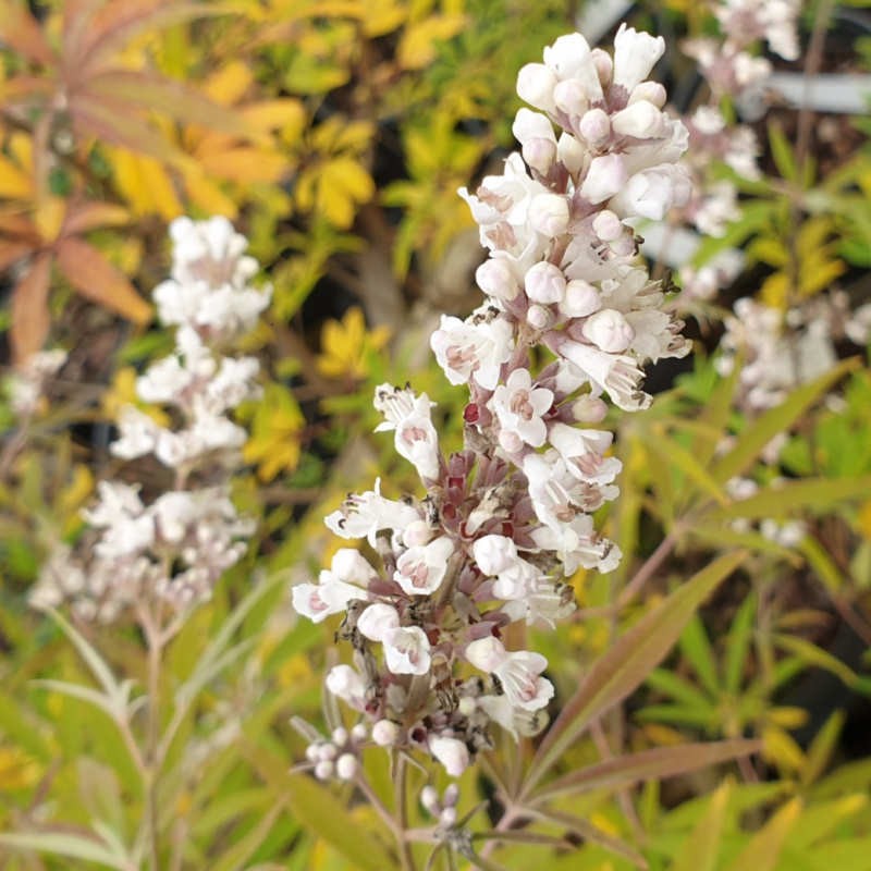 Vitex agnus-castus 'Albus' - flowers in September Vitex agnus-castus 'Albus' - flowers in September