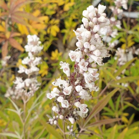 Vitex  agnus-castus 'Albus' - flowers in September Vitex  agnus-castus 'Albus' - flowers in September