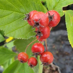 Crataegus succulenta 'Long Thorn' - berries in September