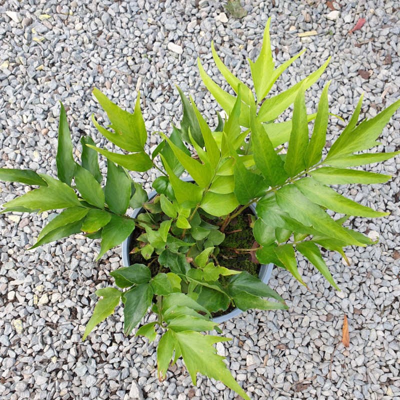 Cyrtomium devexiscapulae - leaves in early autumn