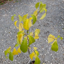 Lindera benzoin - autumn colour