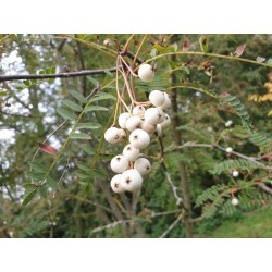Sorbus eburnea - berries in September