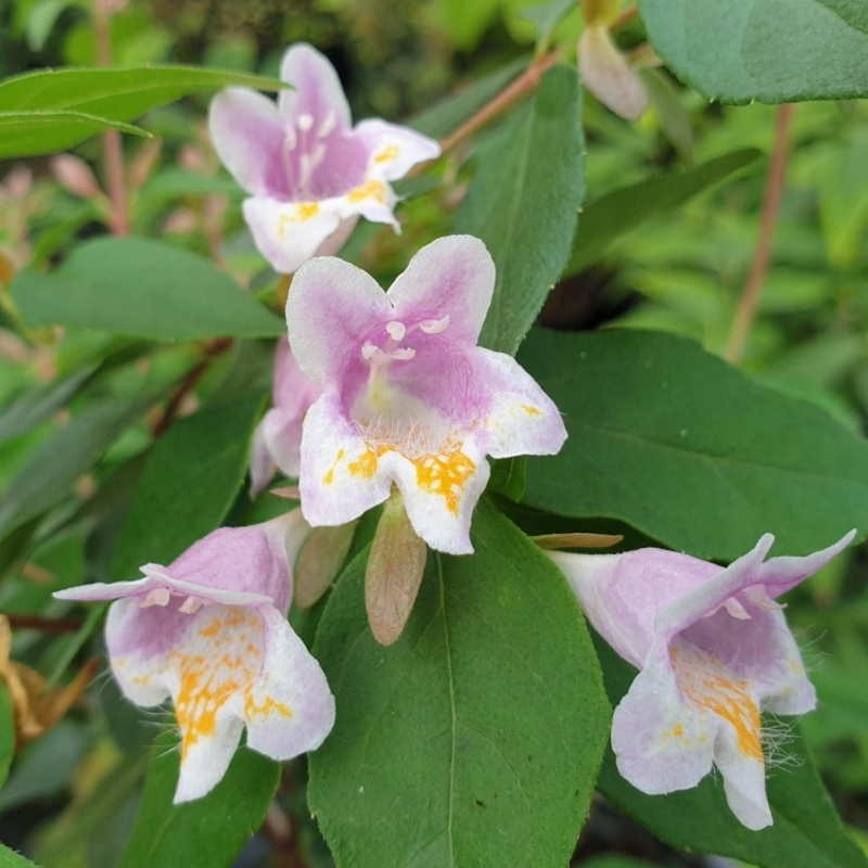 Abelia engleriana - flowers in late summer