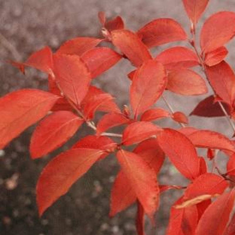 Stewartia sinensis - autumn colour Stewartia sinensis - autumn colour