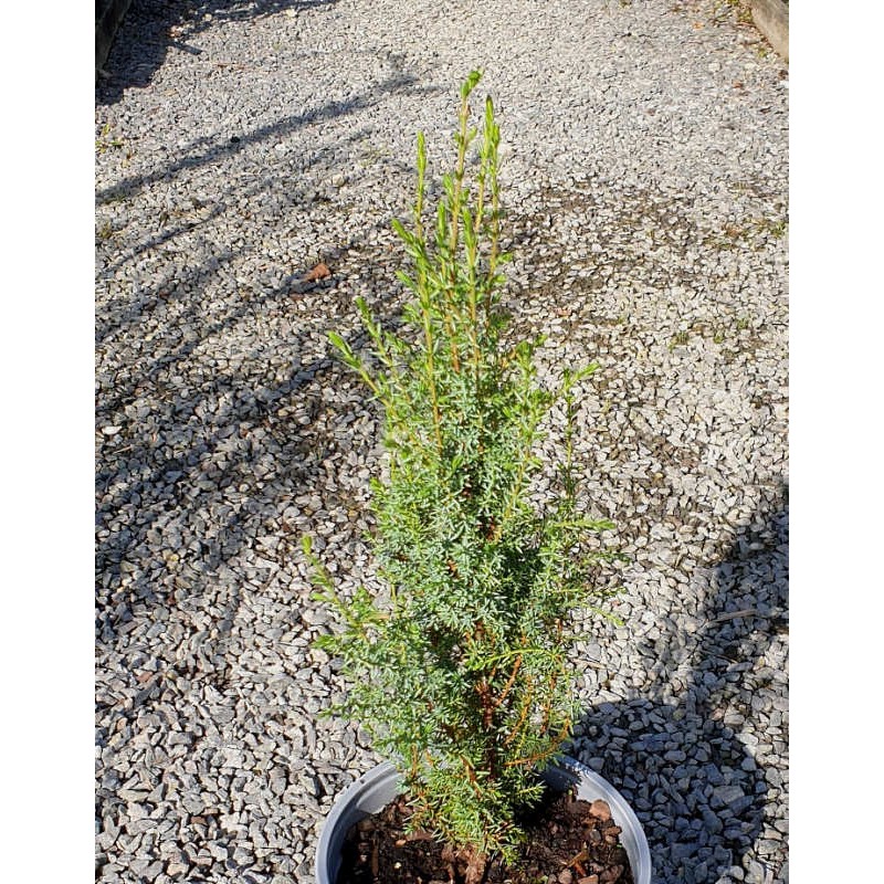 Juniperus communis 'Sentinel' Juniperus communis 'Sentinel'
