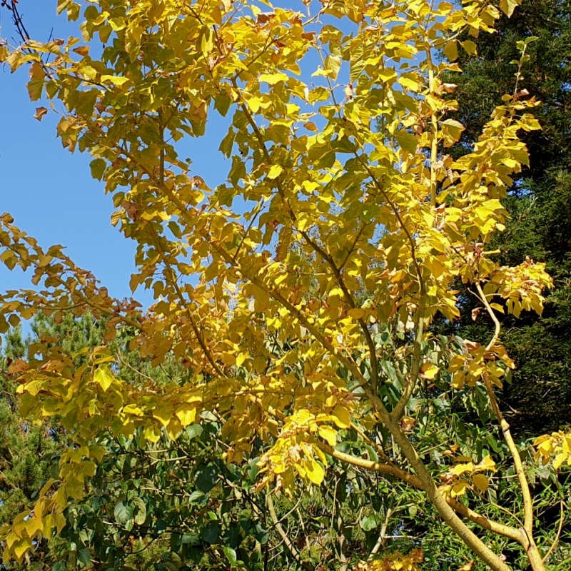 Acer rufinerve 'Yellow Ribbon' - autumn colour