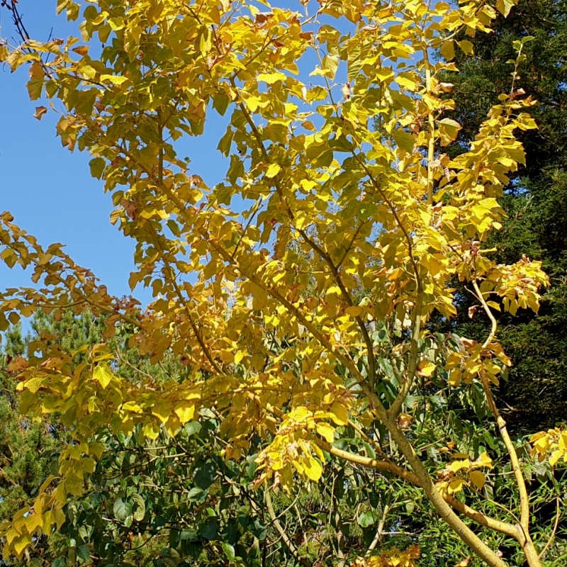 Acer rufinerve 'Yellow Ribbon' - autumn colour Acer rufinerve 'Yellow Ribbon' - autumn colour