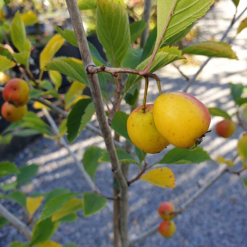 Crataegus punctata var aurea - autumn fruit