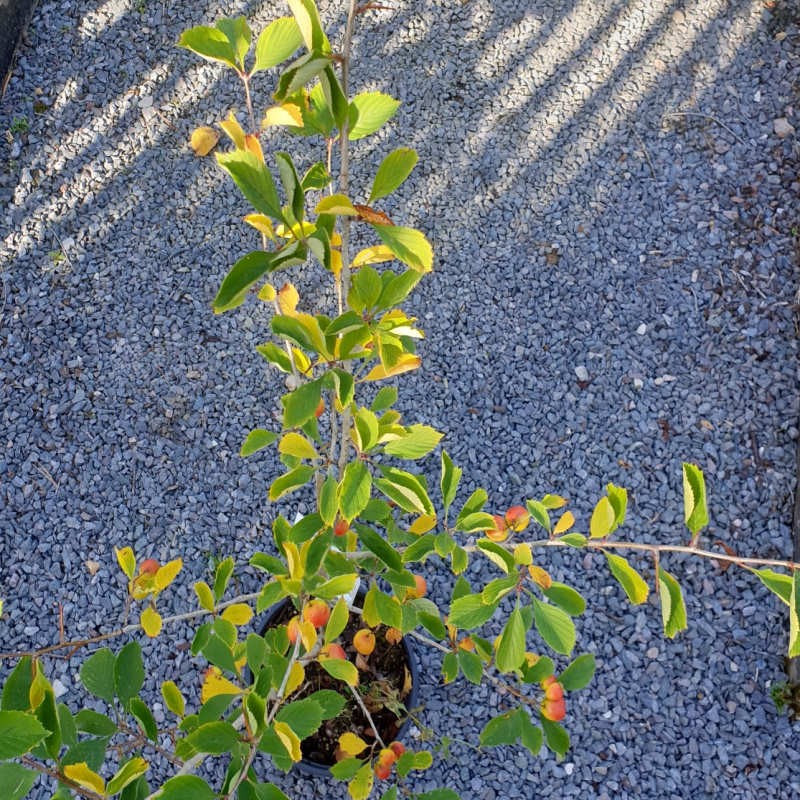 Crataegus punctata var aurea in late September