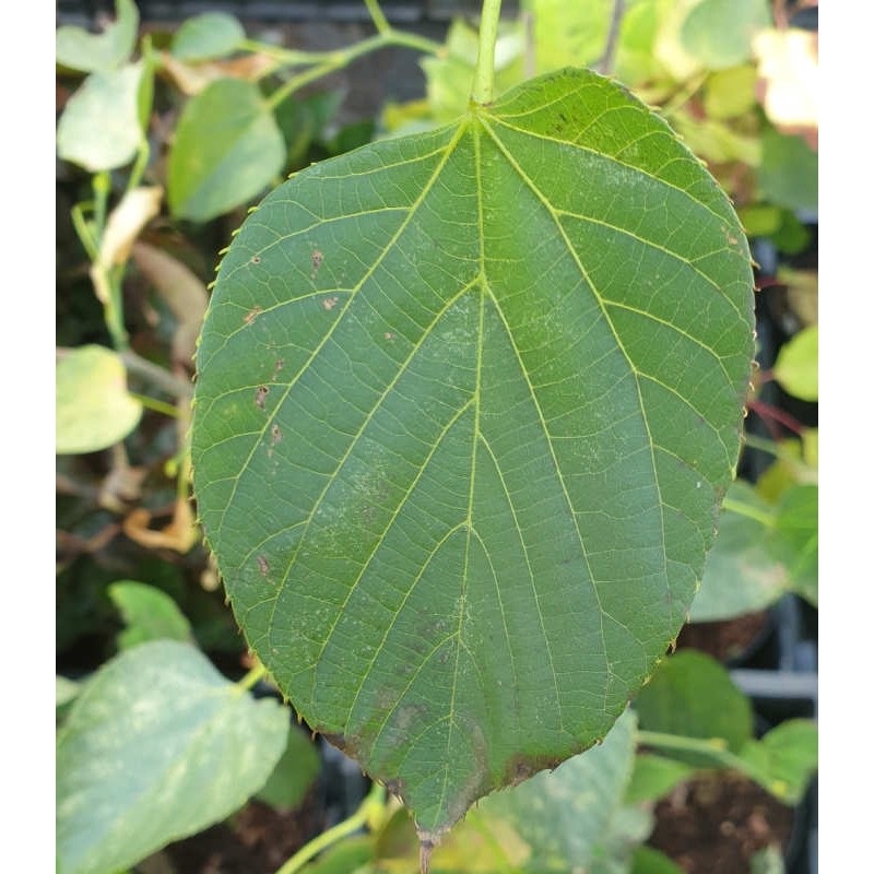 Tilia nobilis - leaf in September