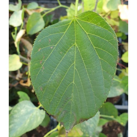 Tilia nobilis - leaf in September Tilia nobilis - leaf in September