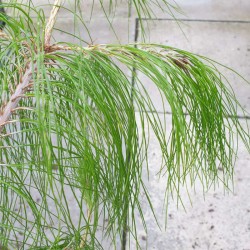 Pinus patula - drooping needles