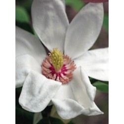 Magnolia x wieseneri