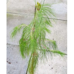 Pinus patula - young plant