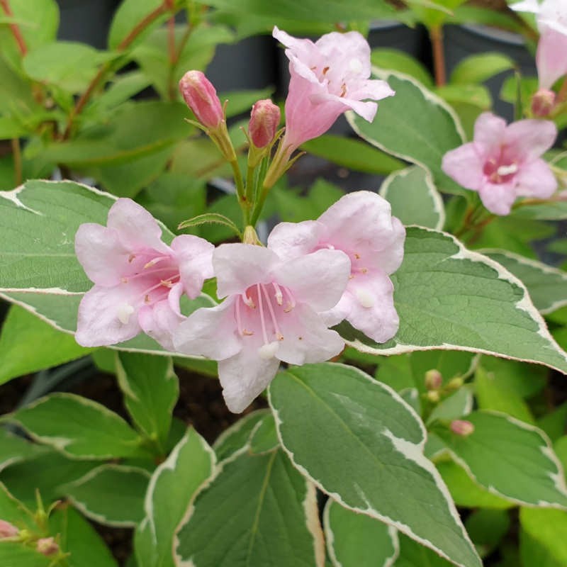 Weigela florida 'Suzanne' - summer flowers