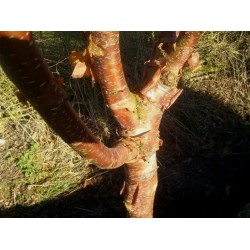 Betula utilis 'Dark Ness' - handsome winter bark