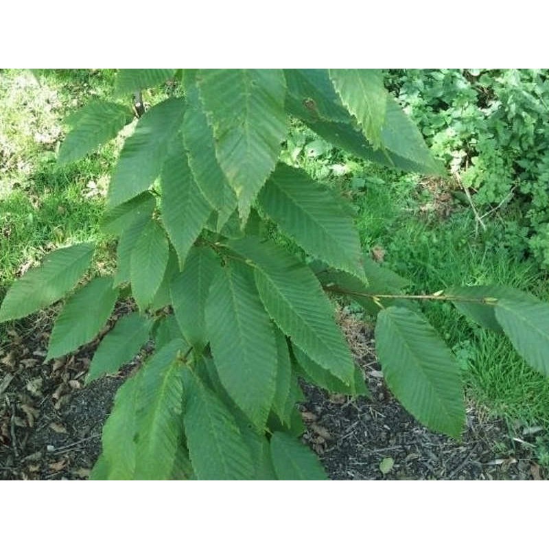 Carpinus fangiana - summer leaves Carpinus fangiana - summer leaves