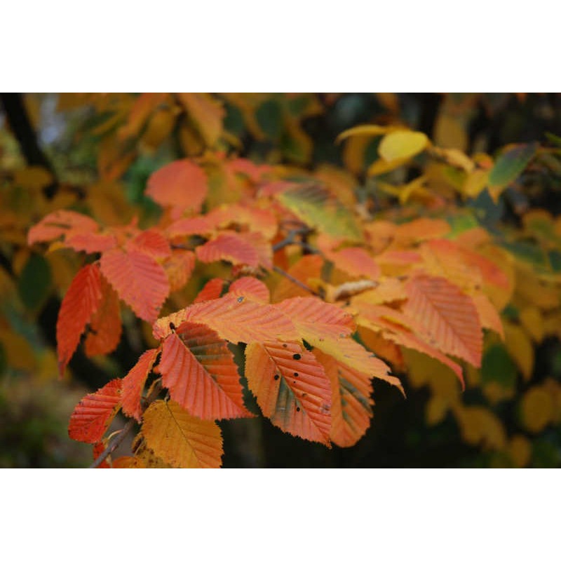 Carpinus betulus 'Purpurea' - autumn colour