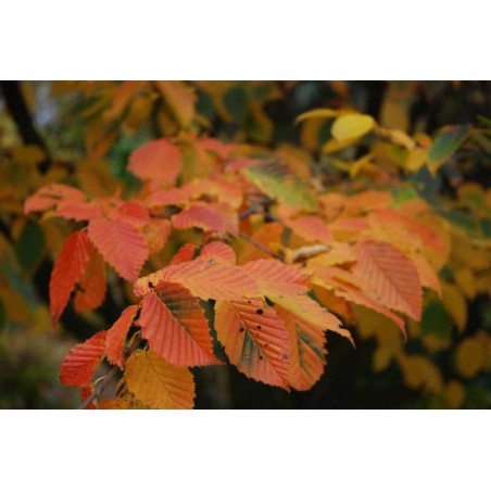 Carpinus betulus 'Purpurea' - autumn colour