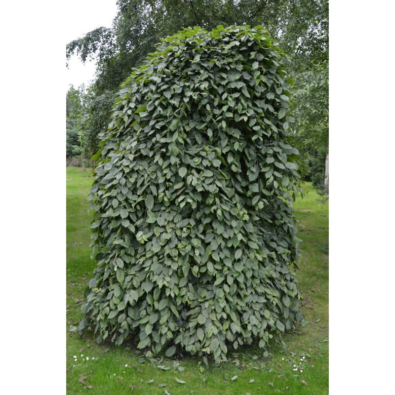 Carpinus betulus 'Pendula' - established weeping tree covered with dark green summer leaves