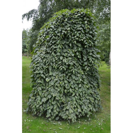 Carpinus betulus 'Pendula' - established weeping tree covered with dark green summer leaves Carpinus betulus 'Pendula' - established weeping tree covered with dark green summer leaves