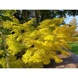 Acer palmatum 'Sango-kaku' - autumn colour